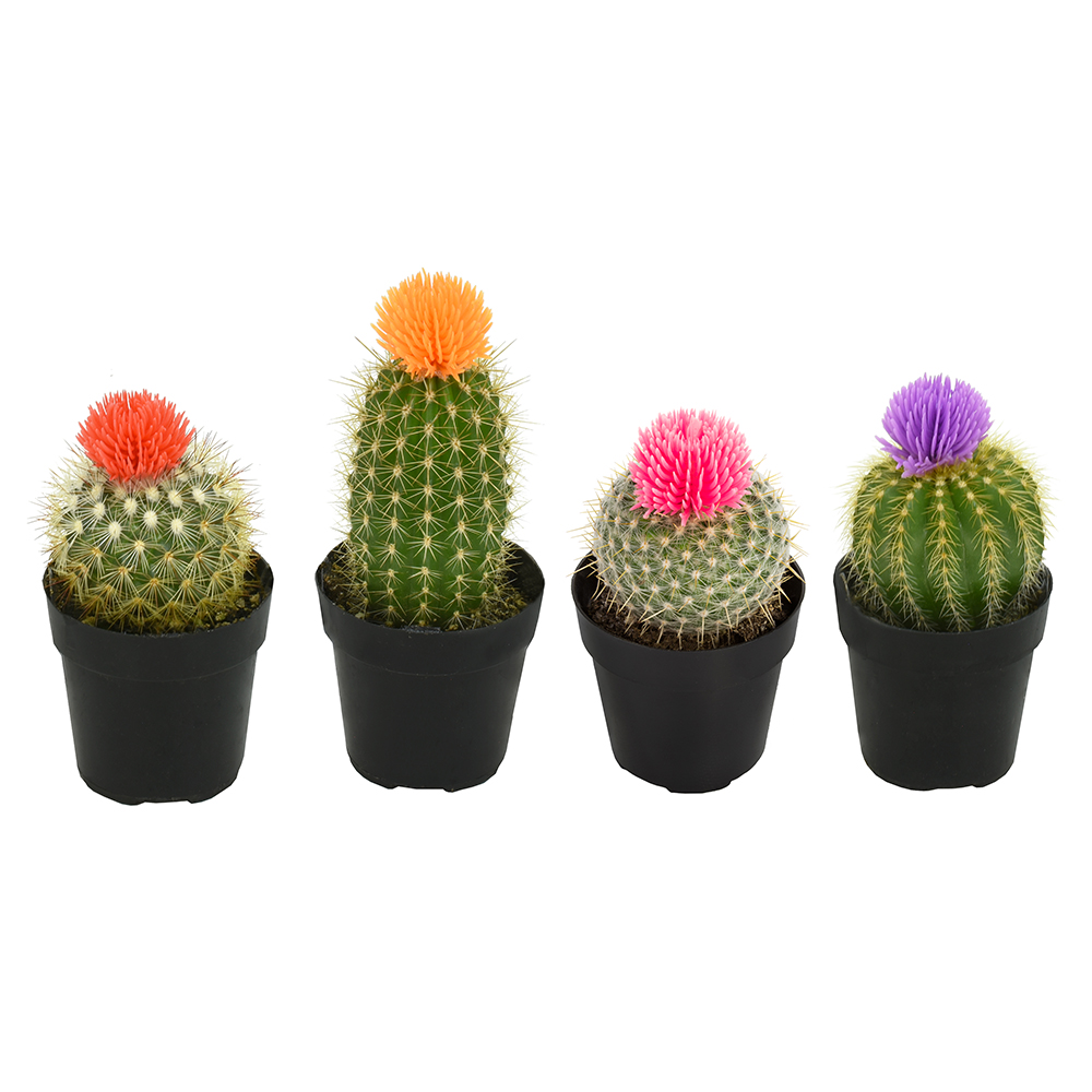 Home Decor Locations - Easy Decor Cactus Pack with 4