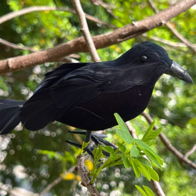 1PC Black Crow Halloween Decor - مراجعة Home Decor Com وسعره