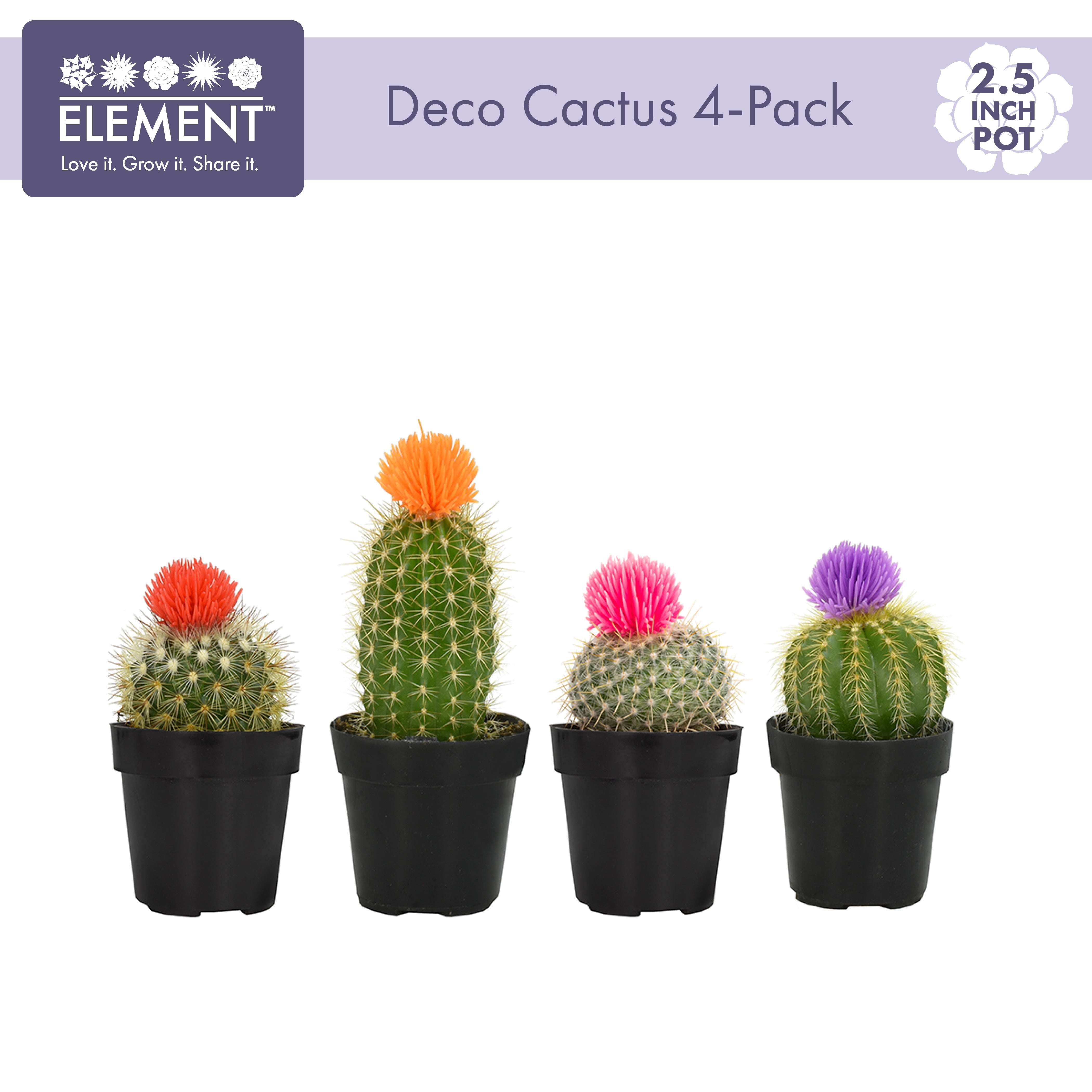 Easy Decor Cactus Pack with 4  - مراجعة Home Decor Locations وسعره