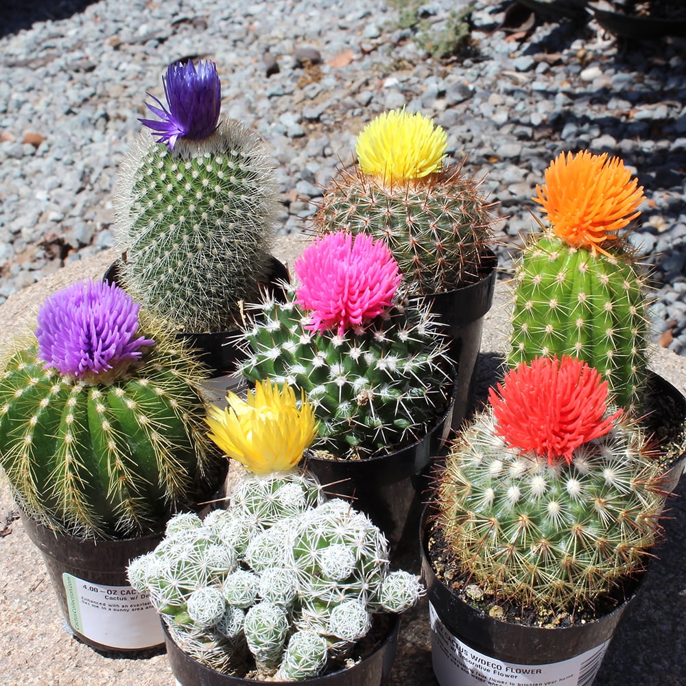 Easy Decor Cactus Pack with 4  - مراجعة Home Decor Locations وسعره